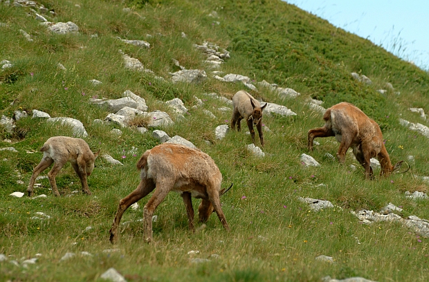 Camoscio d''Abruzzo Rupicapra pyrenaica ornata